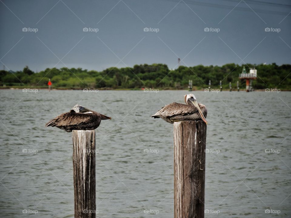 Brown pelicans on old pilings