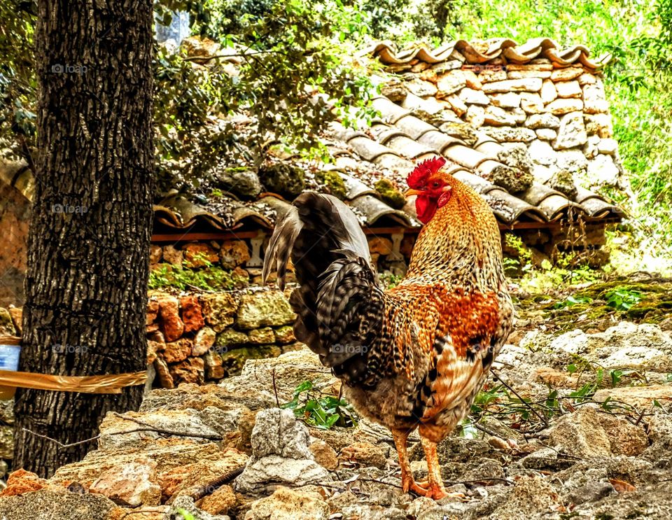 Colourful cockerel with yellow, red and brown plumage standing on rocky ground in front of a rustic stone hut.