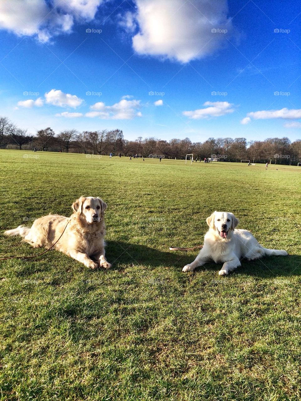 Nocas and Zoe - Golden Retriever