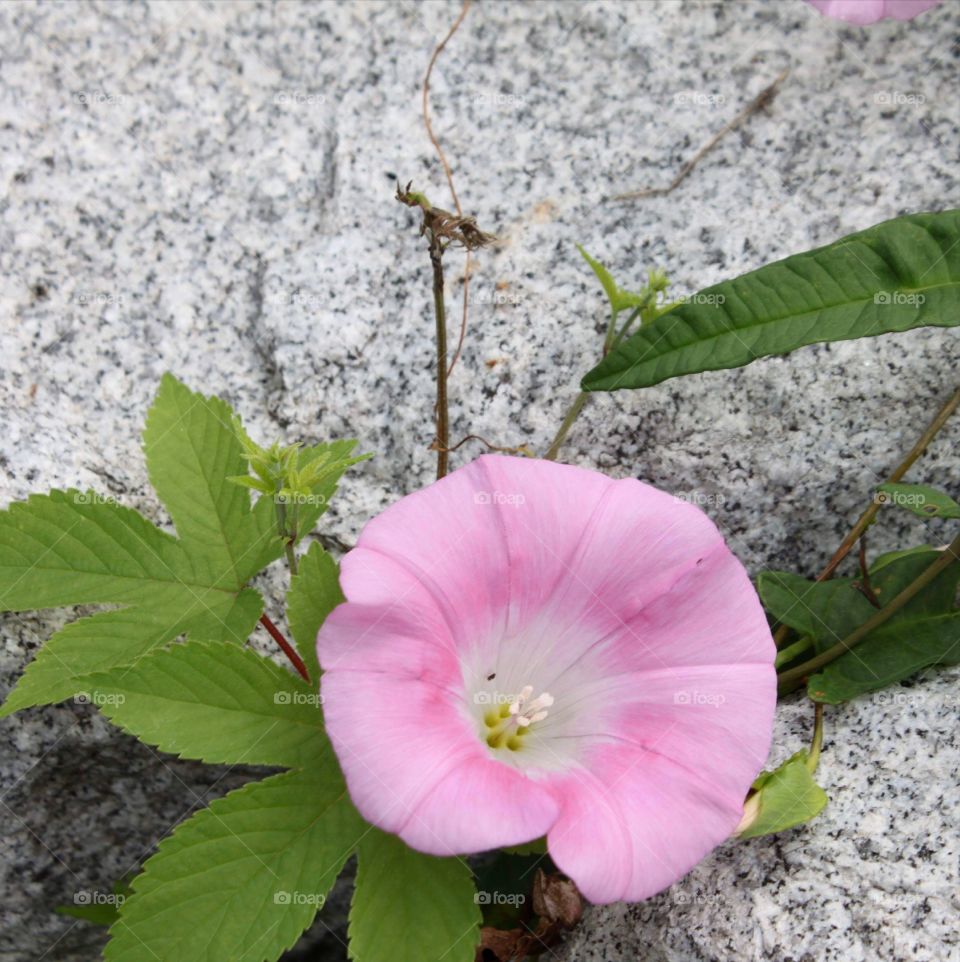 Pink flower is grown through rock