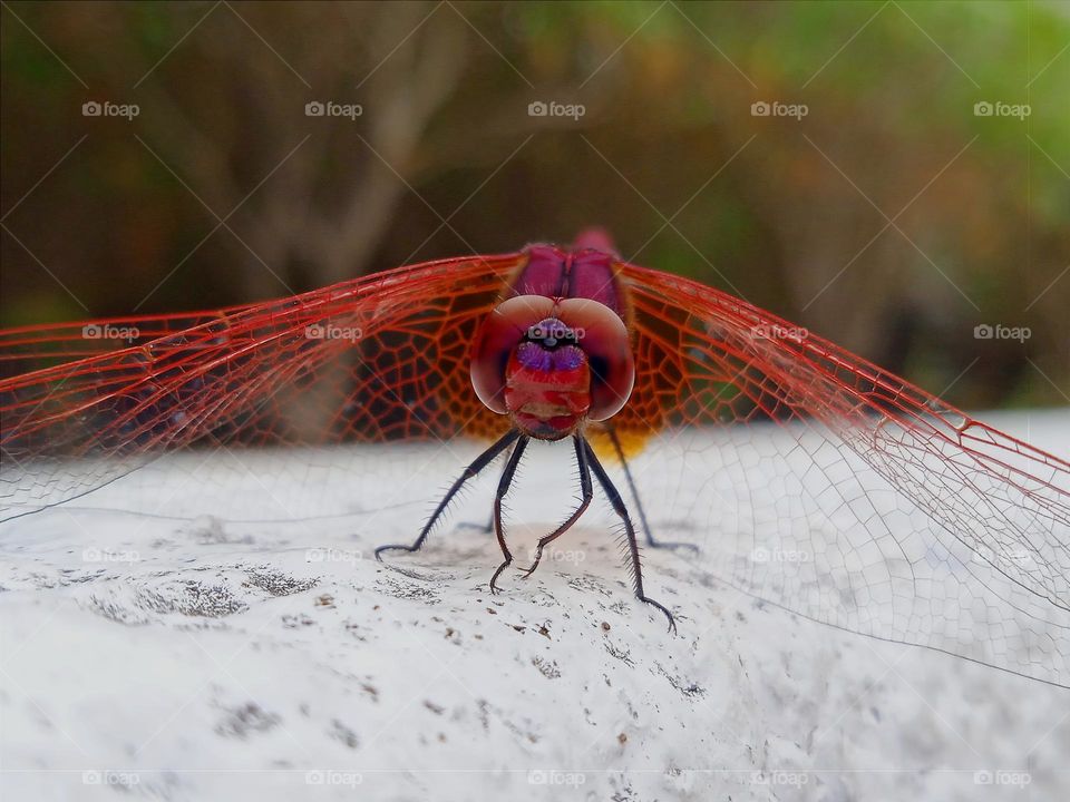 Red dragonfly.