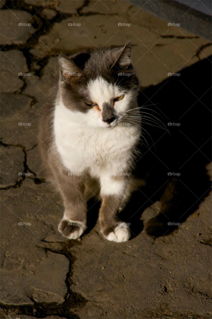 Un altro gattino molto espressivo !