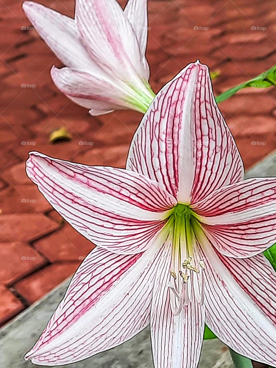 Flower in baby pink color