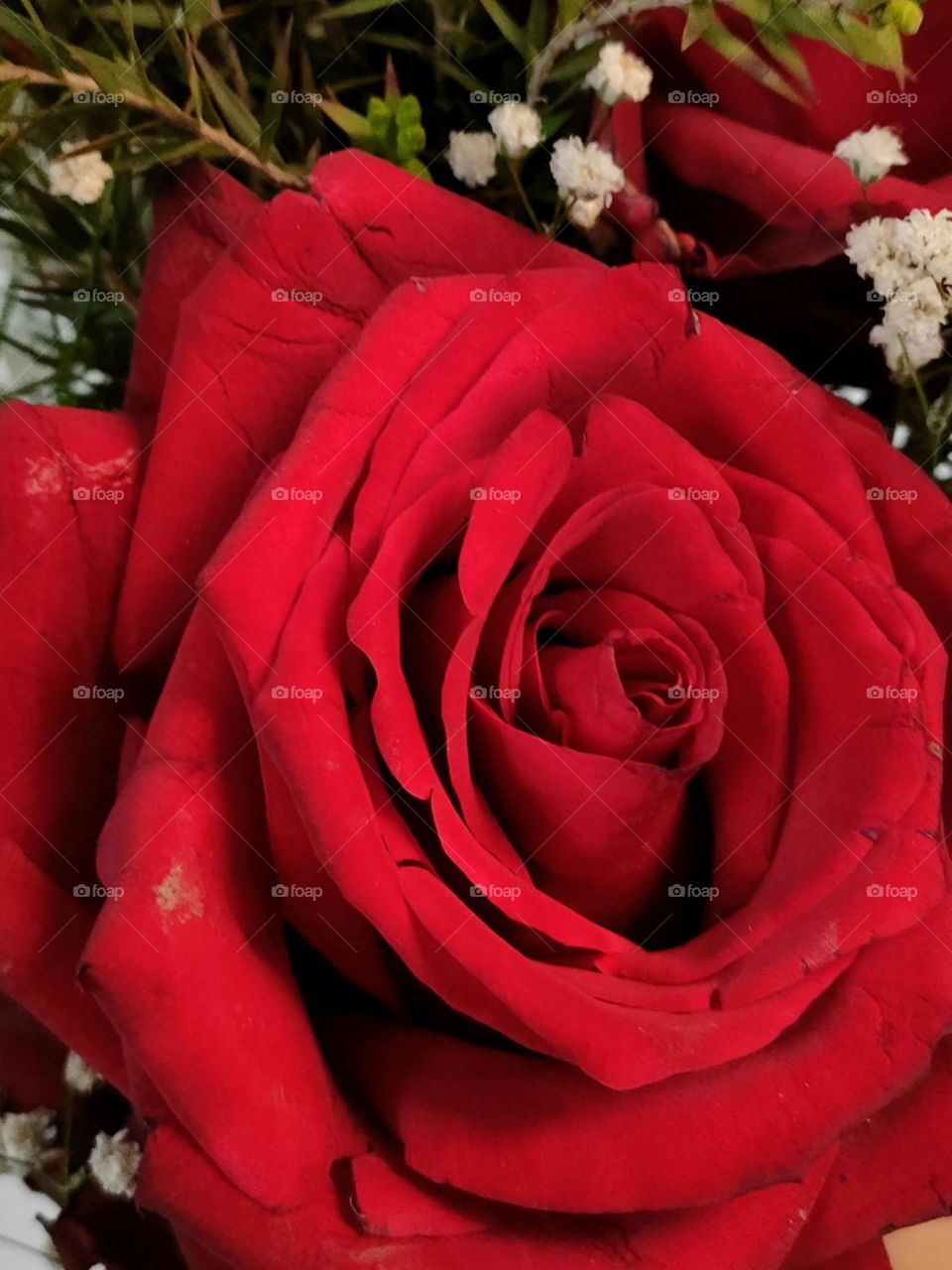 Red royal rose