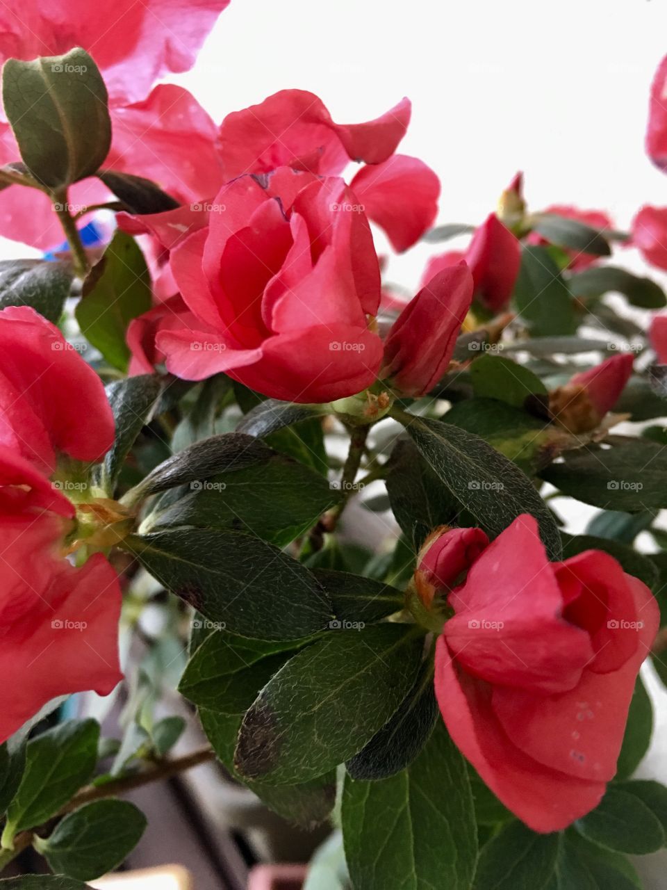 Azaleias 🌺