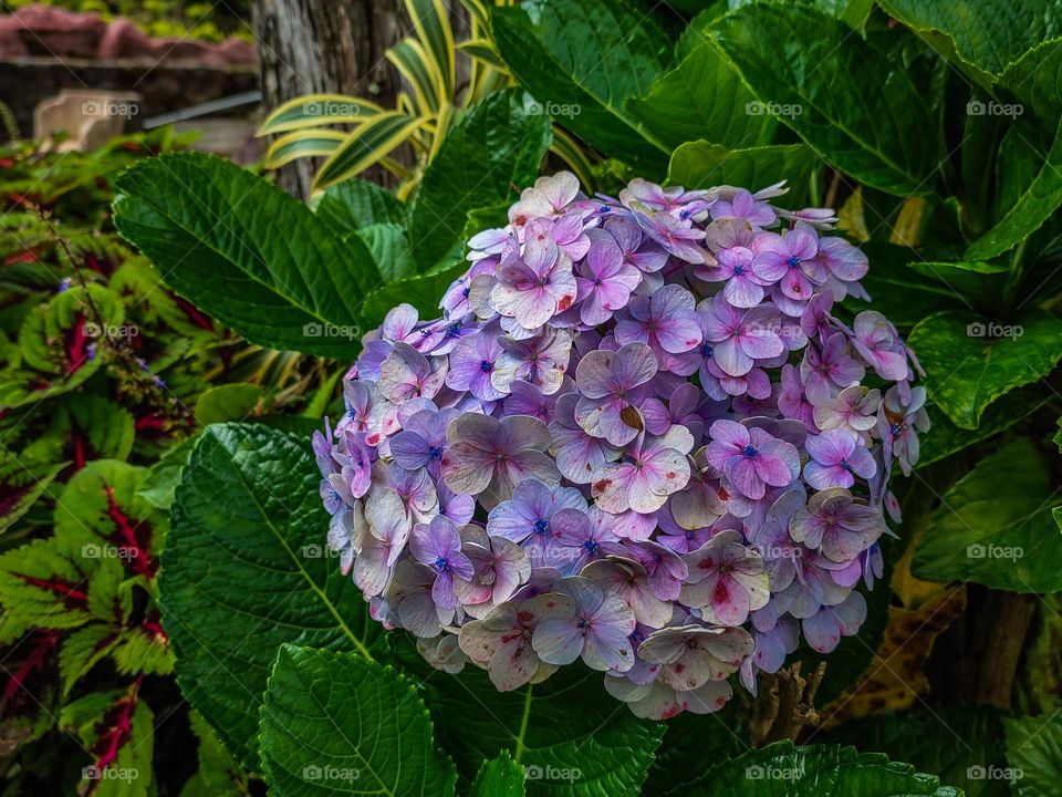 Flowers in summer and autumn.