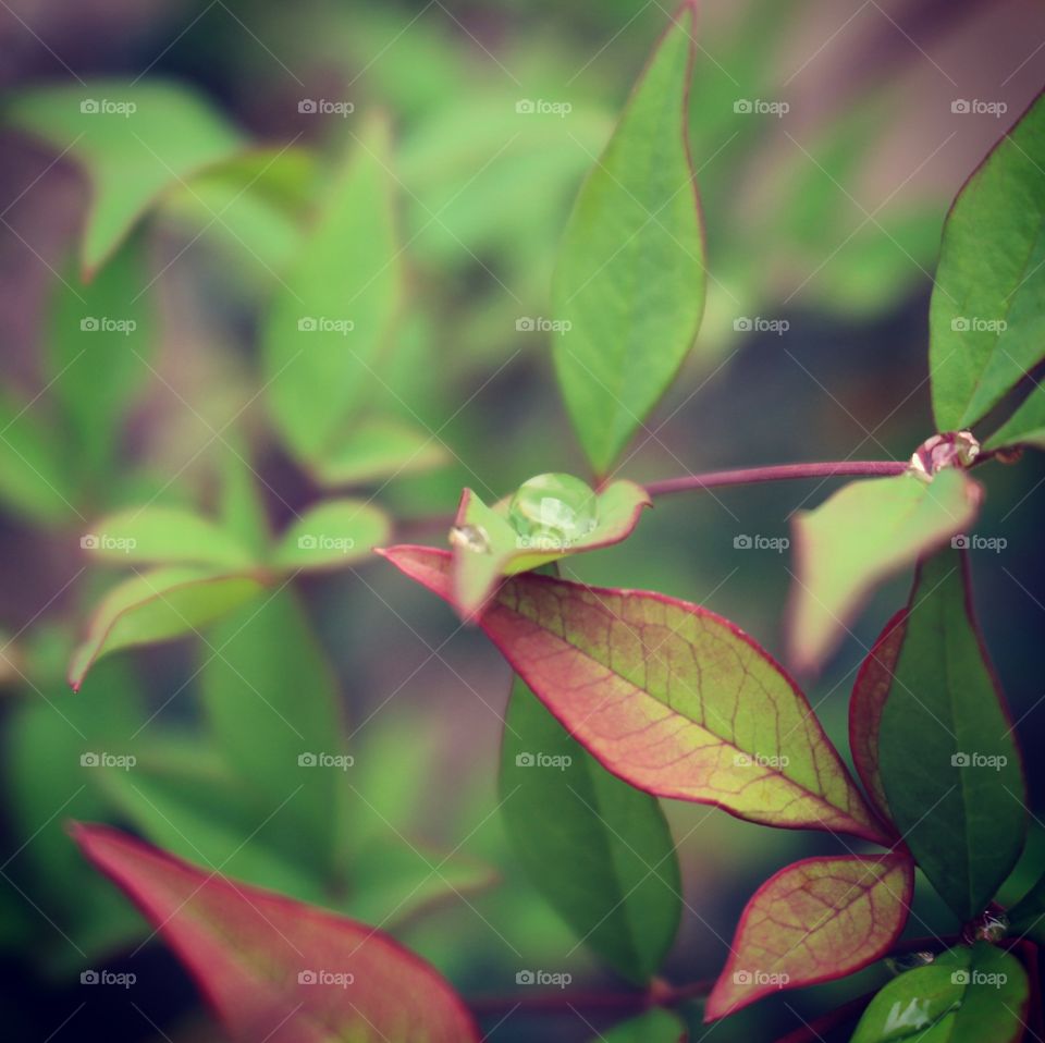 A closeup on the New Green leaves growing in the garden