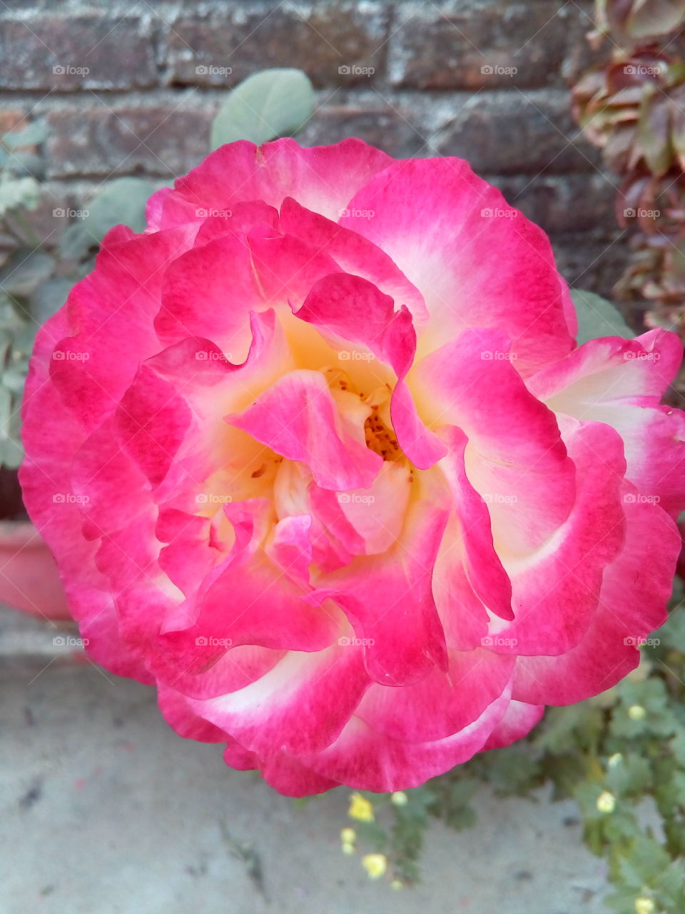 parfact Rose