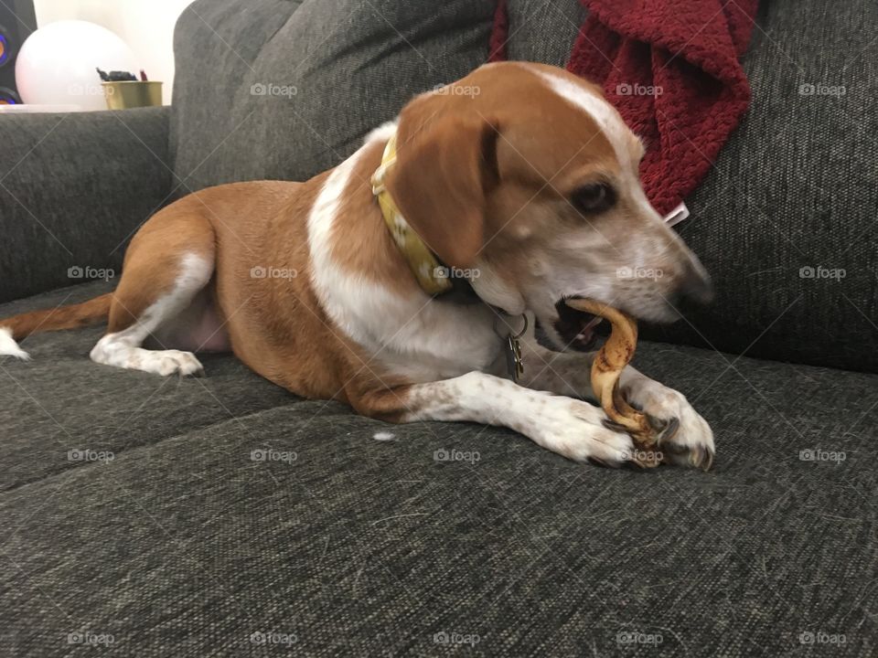 Beagle cute dog with bone toy