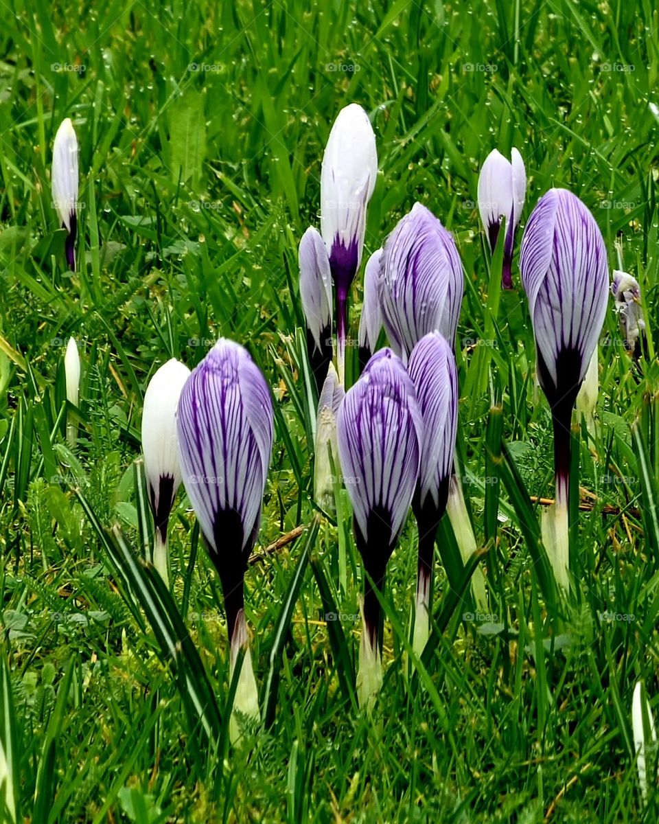 flowers of springs