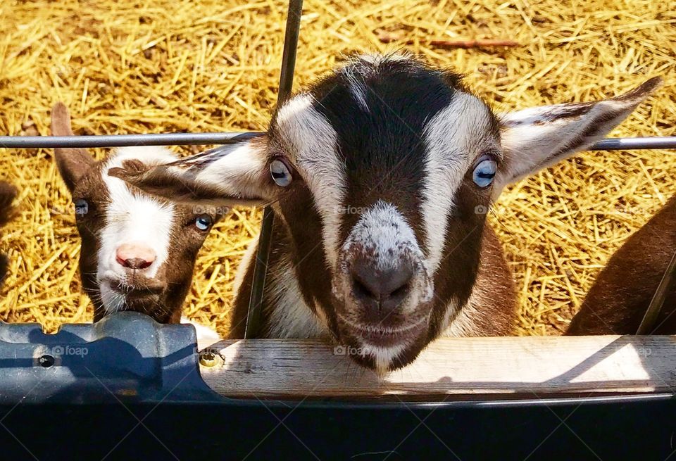 Two happy little goats with blue eyes—taken in New Era, Michigan 