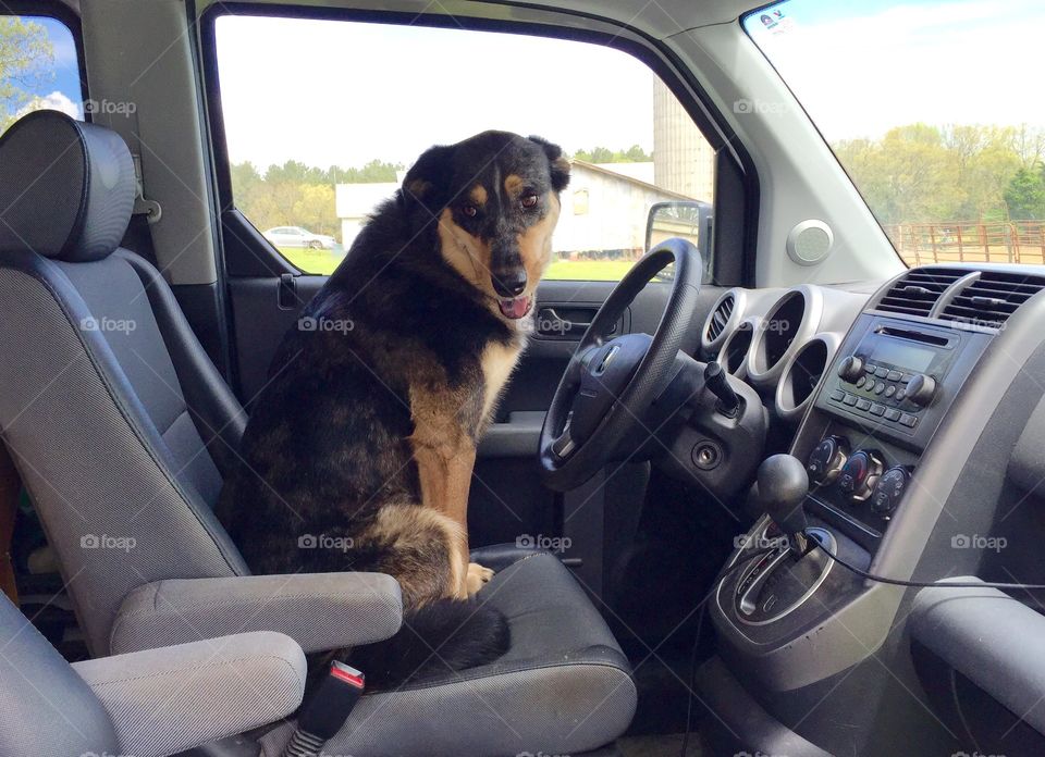 Dog in drivers seat. Dog in drivers seat