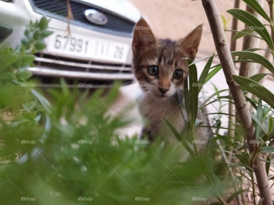 Beautiful cat looking at camera