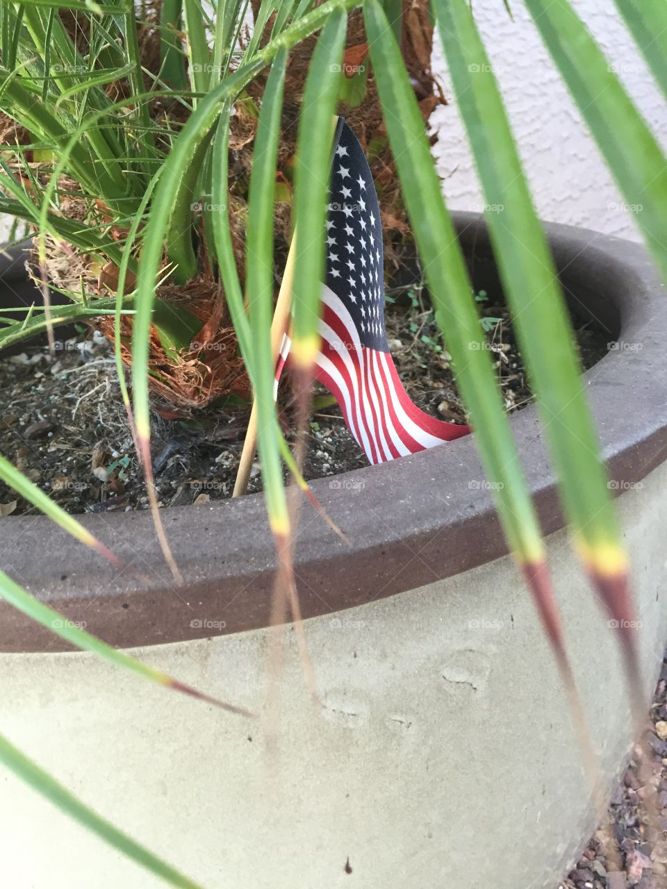 American flag in plant