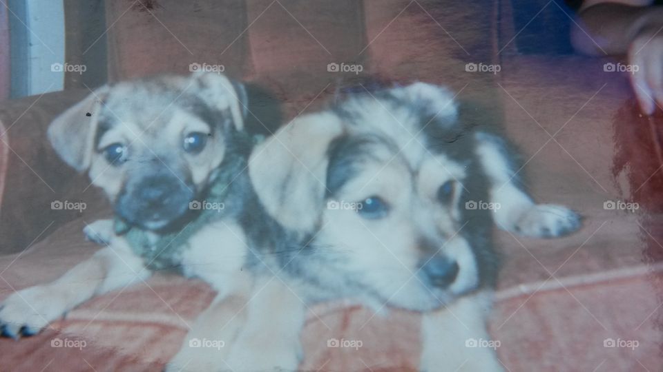 cute puppies. this was fuzz and nene as puppies