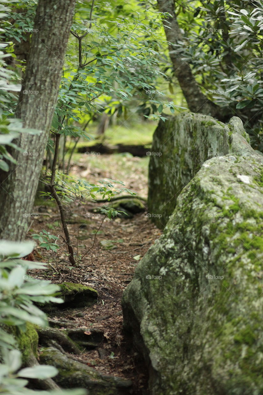 Whiteside Mt Summit Trail. Beautiful 2 mile loop trail to the summit rock face... Lush foliage along the way