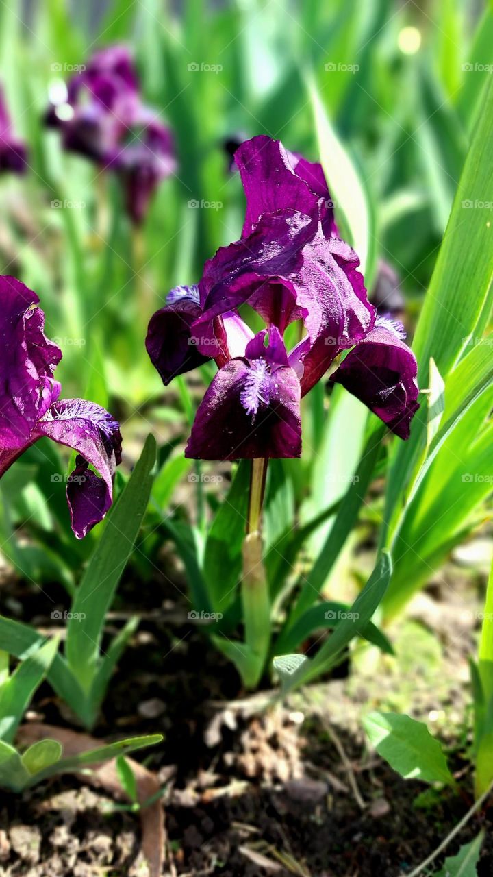 iris flower
