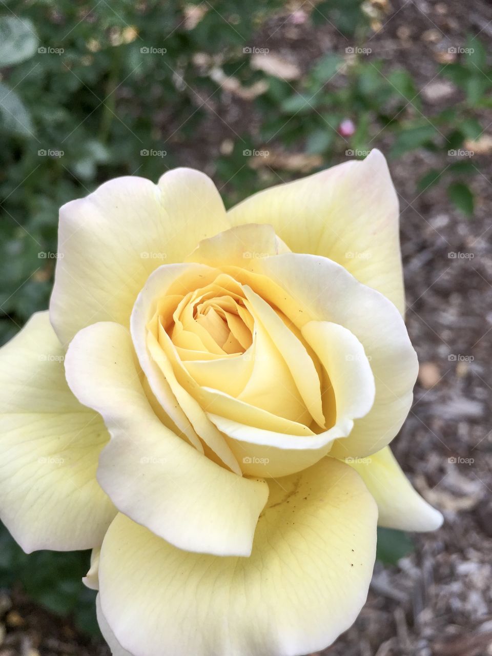 Yellow rose blooming 