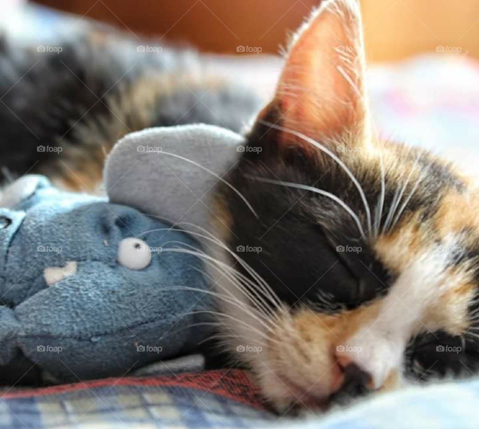 Cat sleeping with toy.