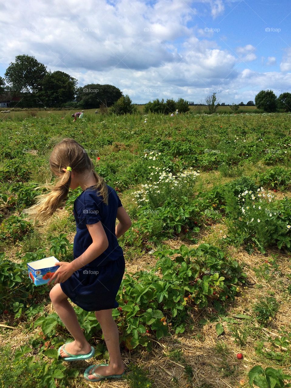 Picking strawberries