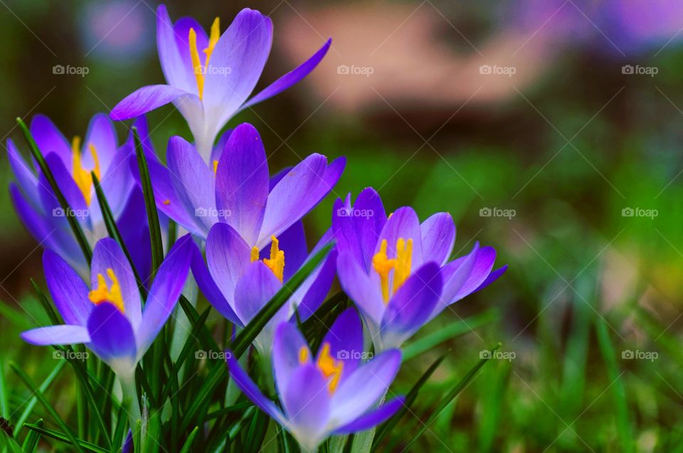 Crocus flowers during early spring
