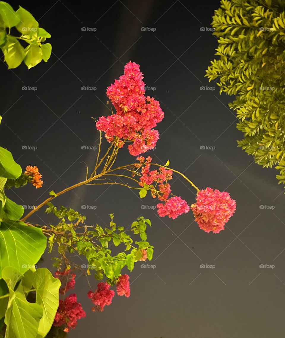 A beautiful pink plant against the night sky. I’m the foreground are pink flowers. I’m the background is a black sky and more greenery.