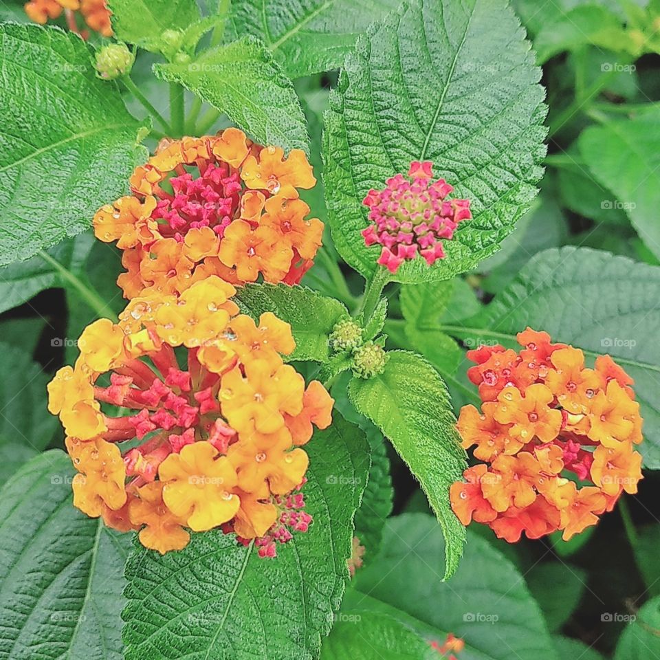 Mix yellow orange red lantana flowers