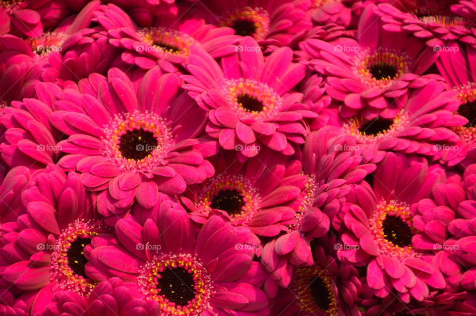 Purple Gerbera