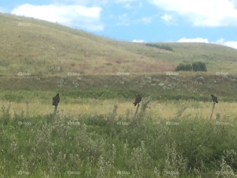 Three turkey vultures posed to hunt