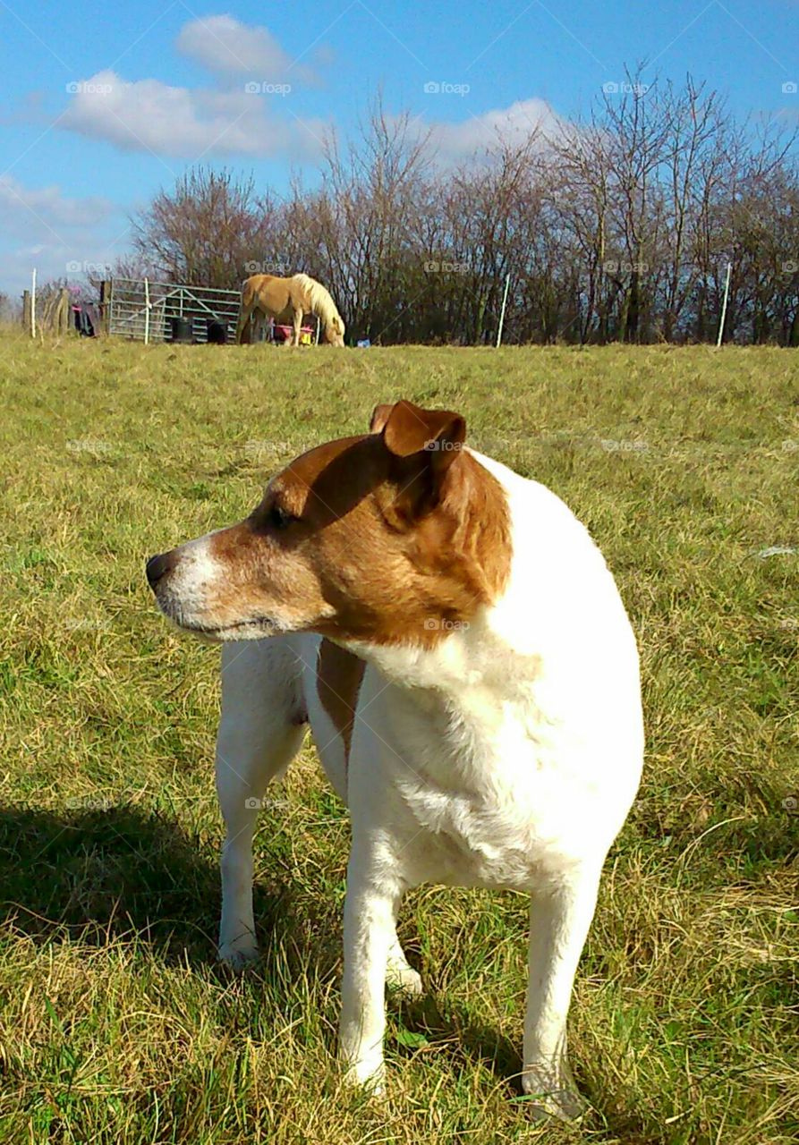 Jack Russell Terrier and Pony