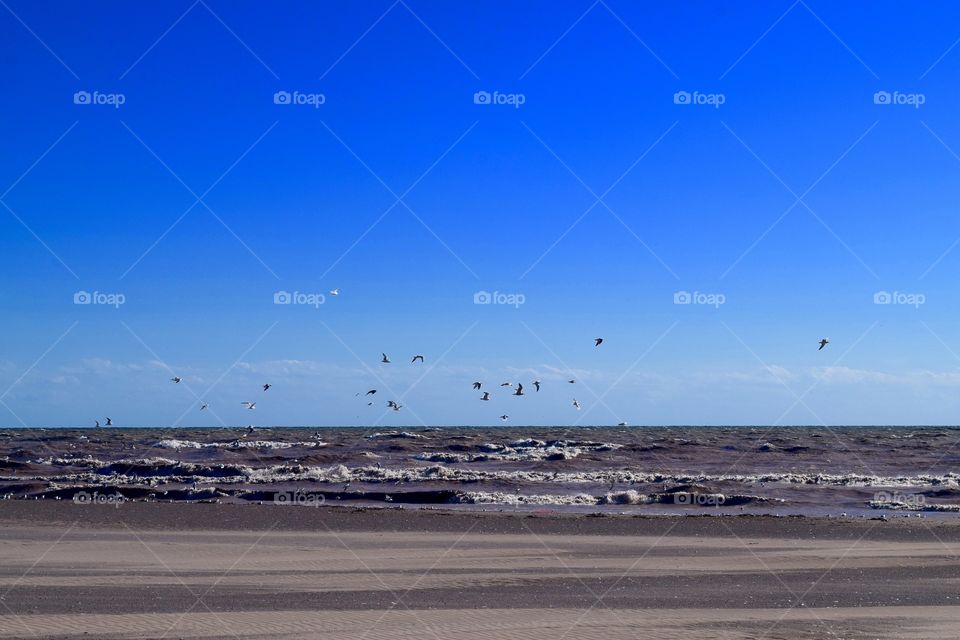 Seagulls by the lake