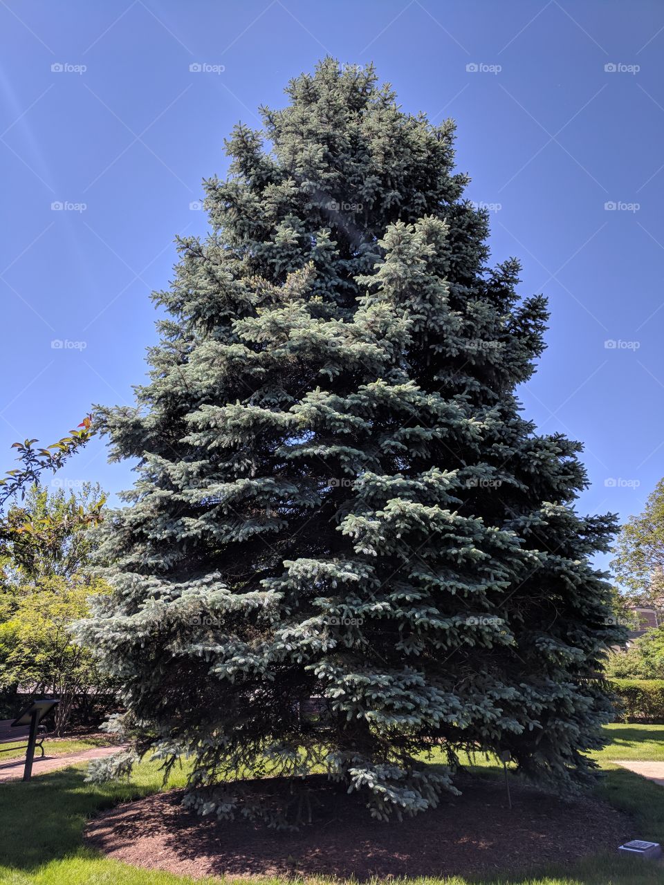 Tall evergreen tree with new spring growth.
