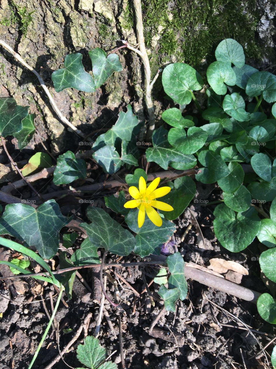 Little yellow flower 