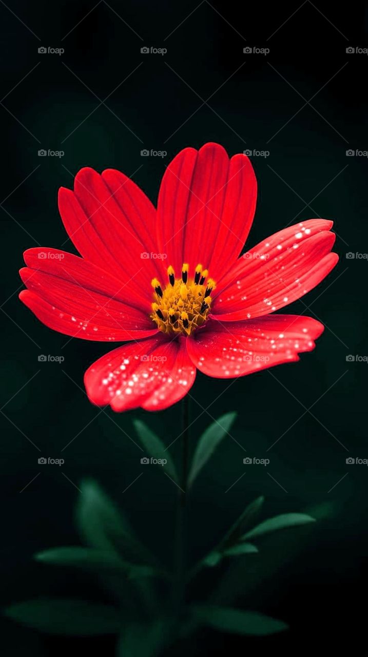 Red cosmos flower