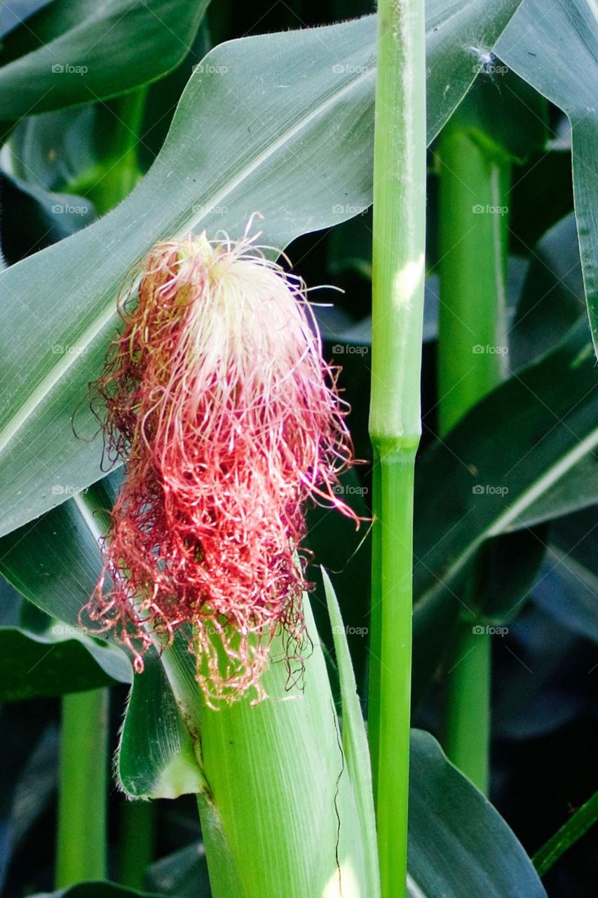 Closeup of an ear of new corn with silk in a cornfield in mid-summer
