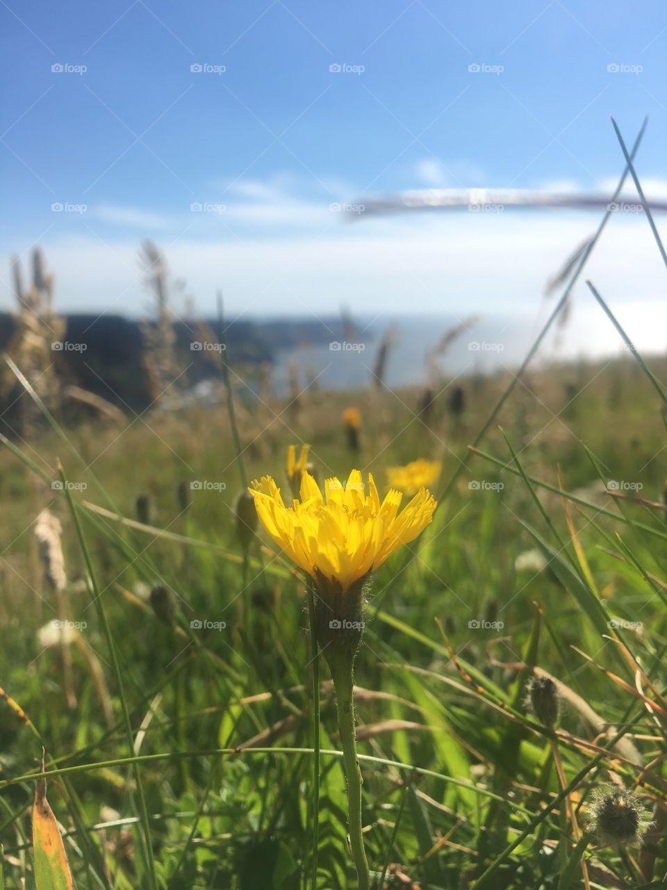 Single dandelion of the top of cliffs of moher in Ireland 