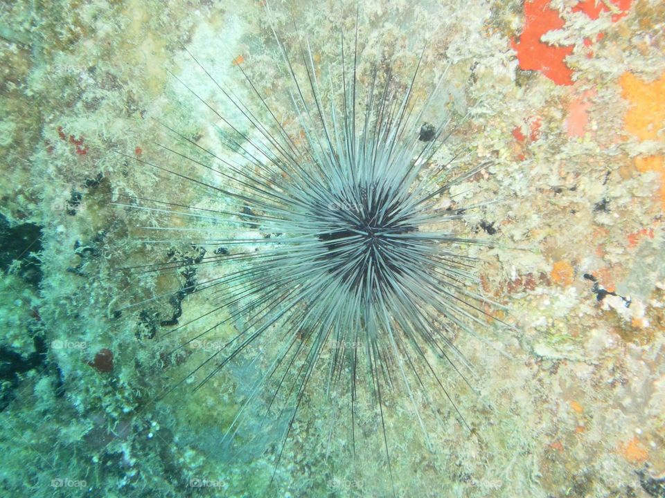 A rare and unlikely encounter with a subspecies of sea urchin. One of many special moments under water. Enjoy. 