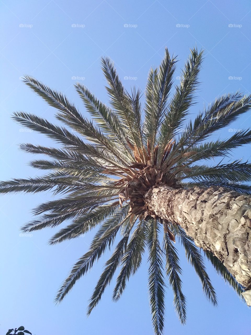 Лето -  солнце -  пальма - отдых