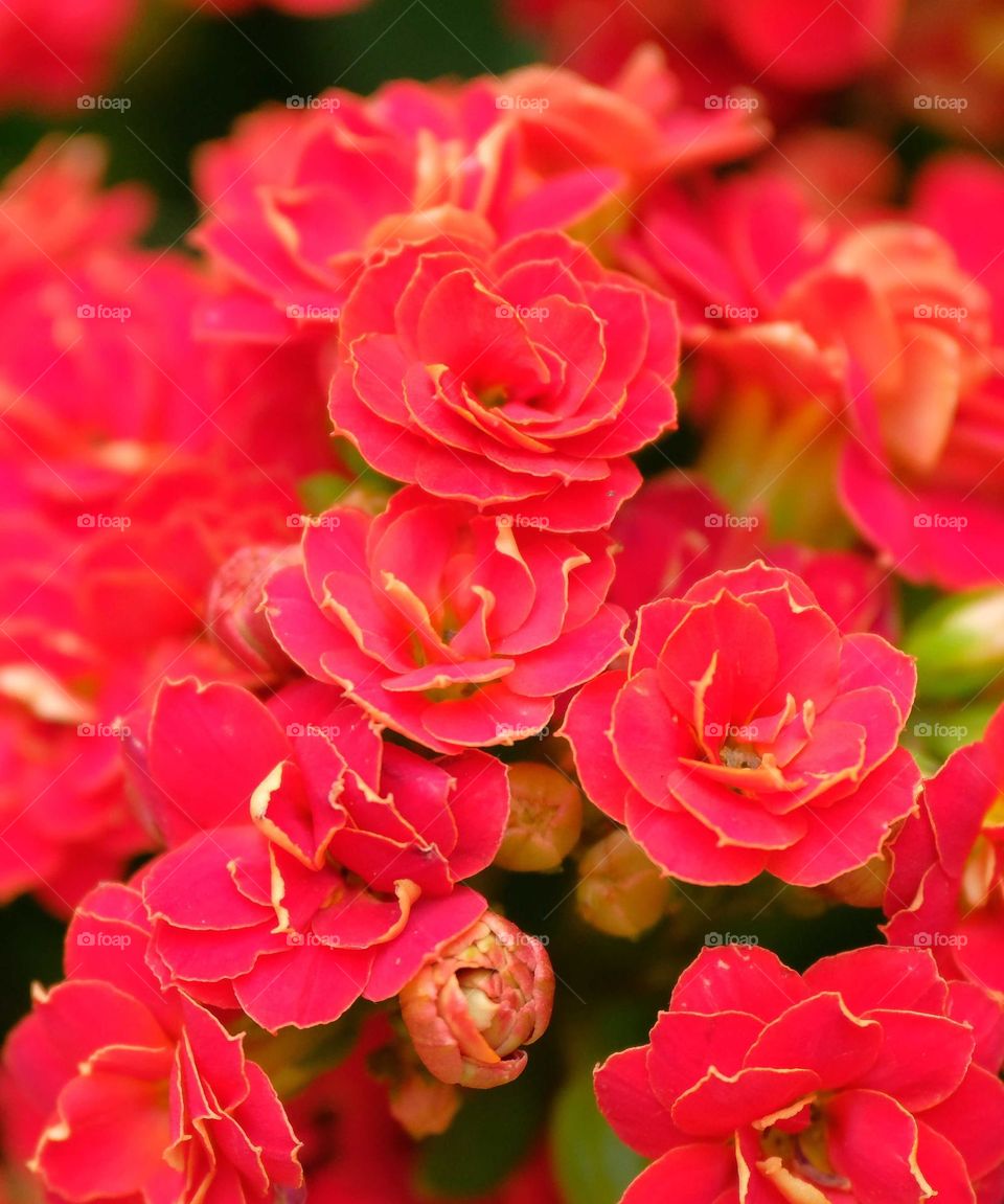 red flowers