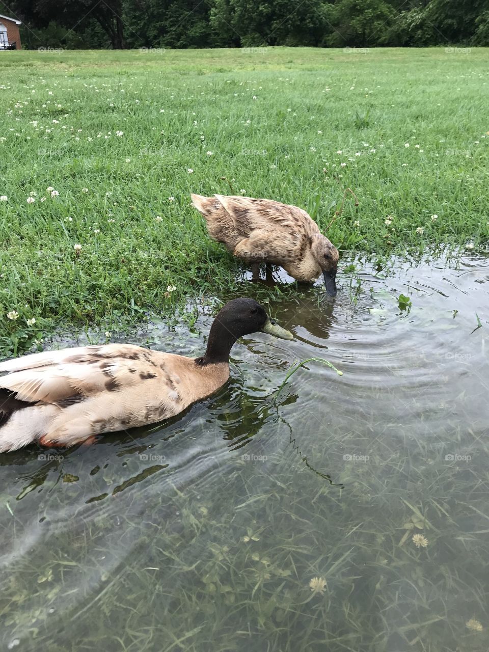 Ducks 