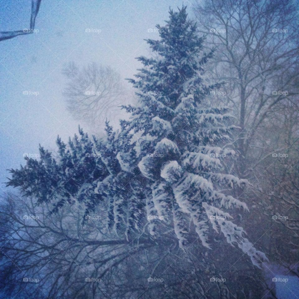 “The Rise of the Phoenix” (Abstract) This was a photo I shot on my iphone of snowcovered trees in winter. I edited the photo with a mirroring app to create a kaleidoscopic image that resembles a huge bird or an angel with wings.