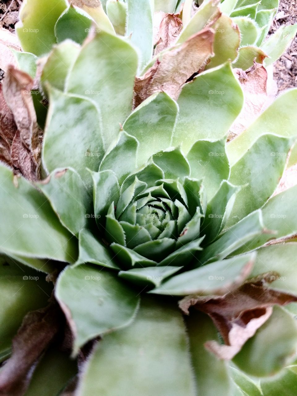 Hen and Chicks Succulent