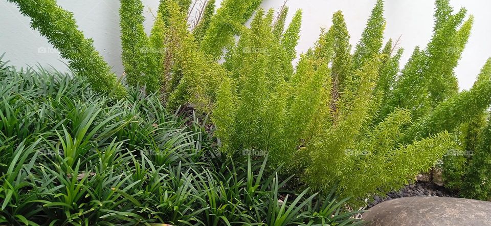 garden tree, green tree, ornamental tree, squirrel tail tree