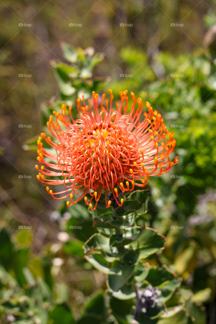 The weird and wonderful pincushion flower