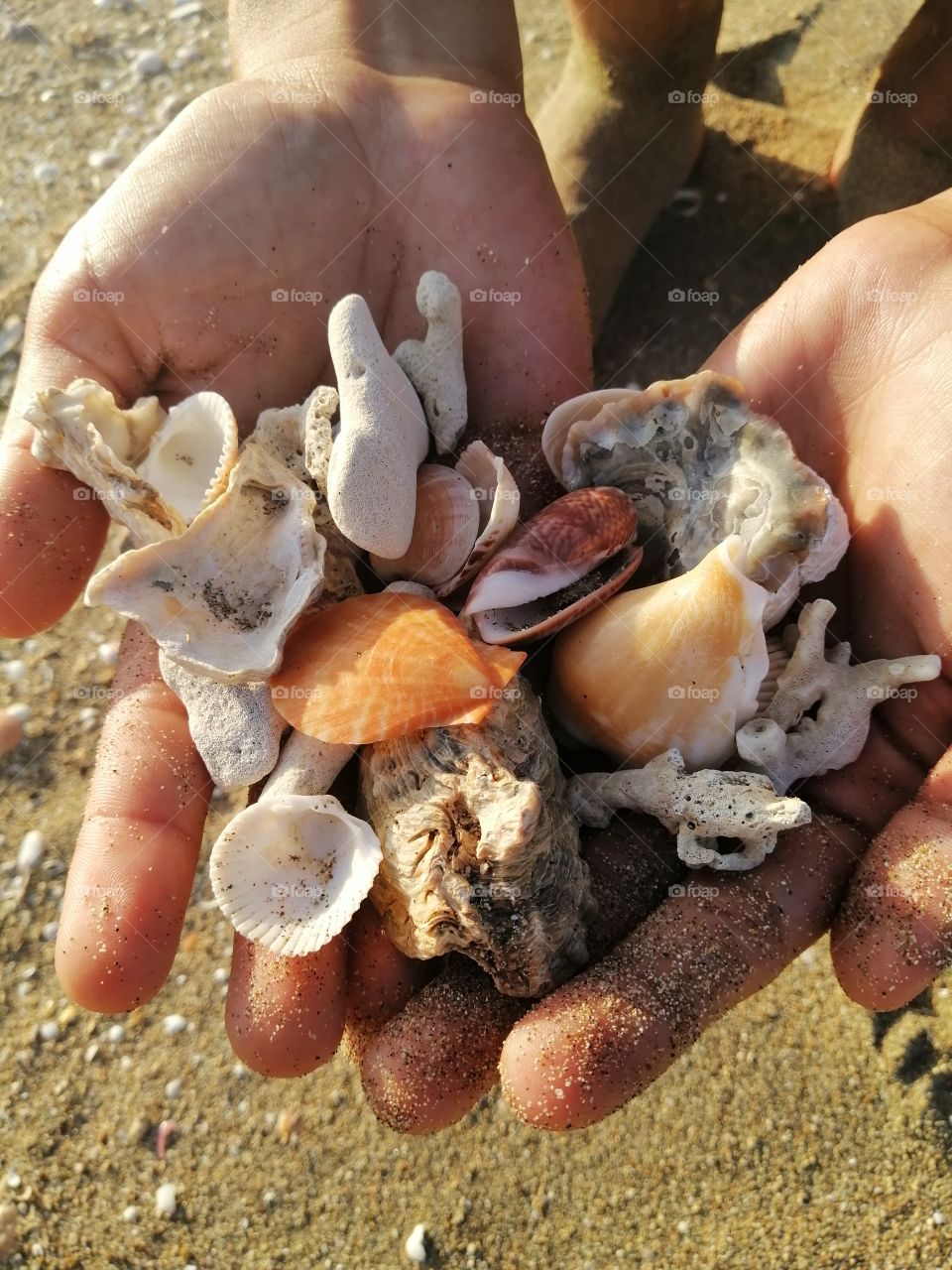 Sea shells by the seashore.
