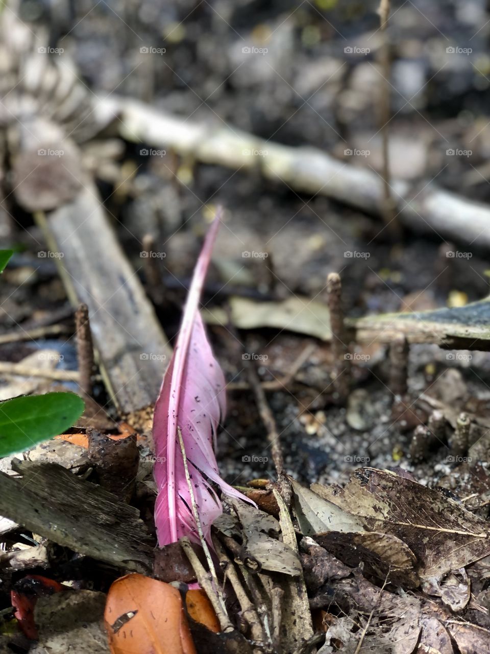 Pink tail feather from roseate spoonbill molted in wetlands 