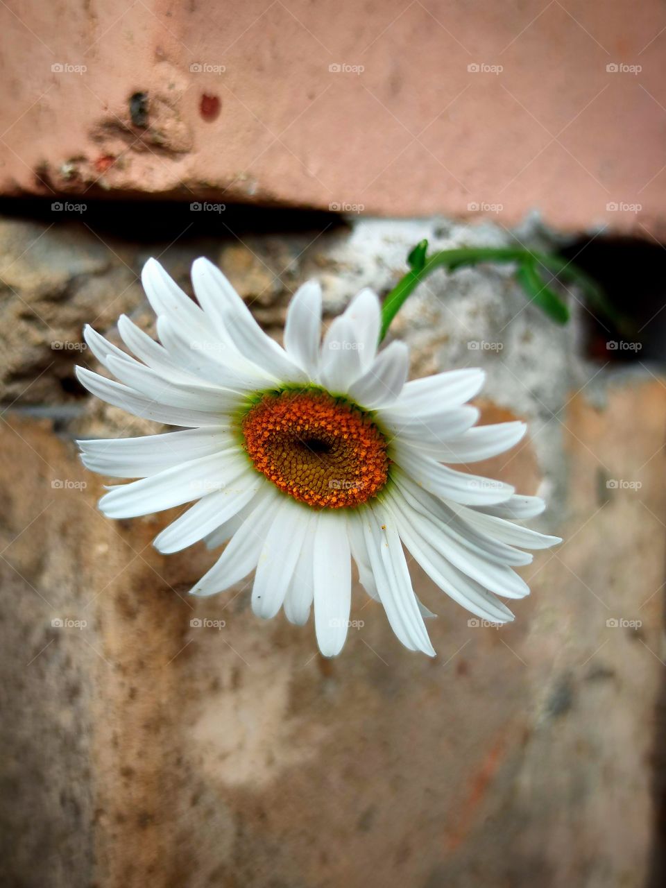 Chamomile and brick wall
