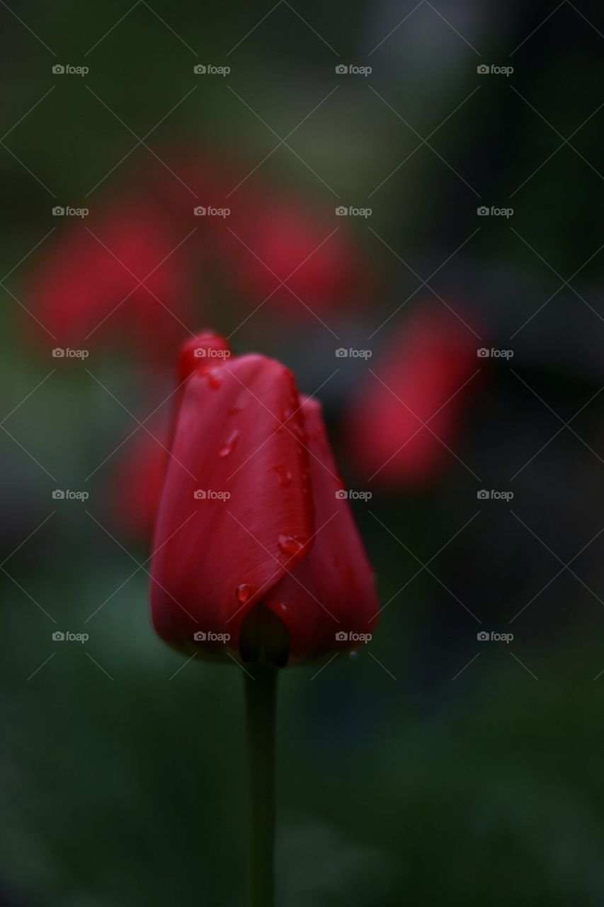 Close-up of red tulip