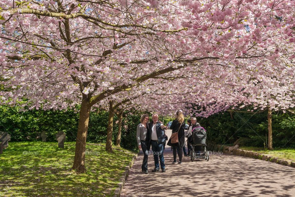 Pink park