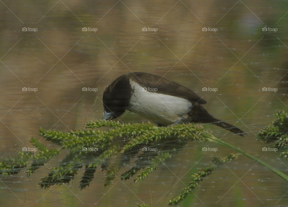 Javan munia . Interest of munia alternative feed for the wild seed plant of graminae. Enclosed nest paddy of the days to try hard for reaching, and the bird try to feed it .